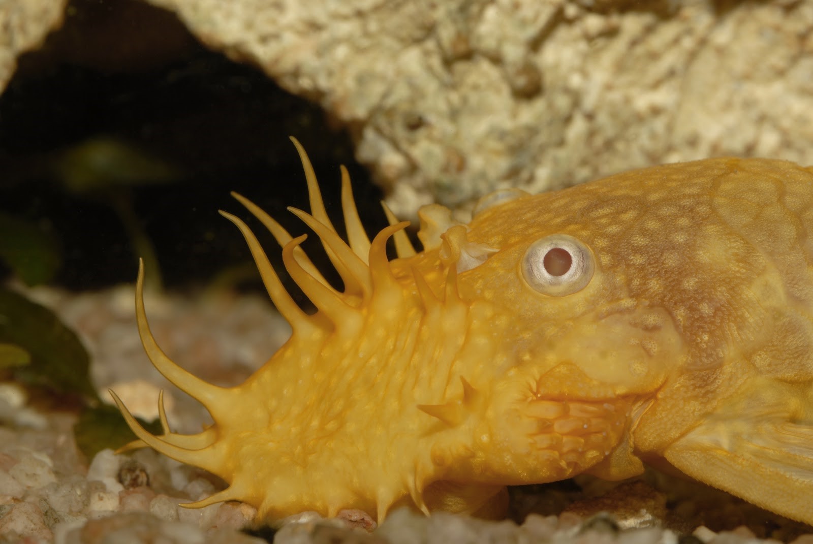 bristlenose pleco conclusion