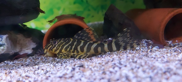 Leopard Frog Pleco conclusion