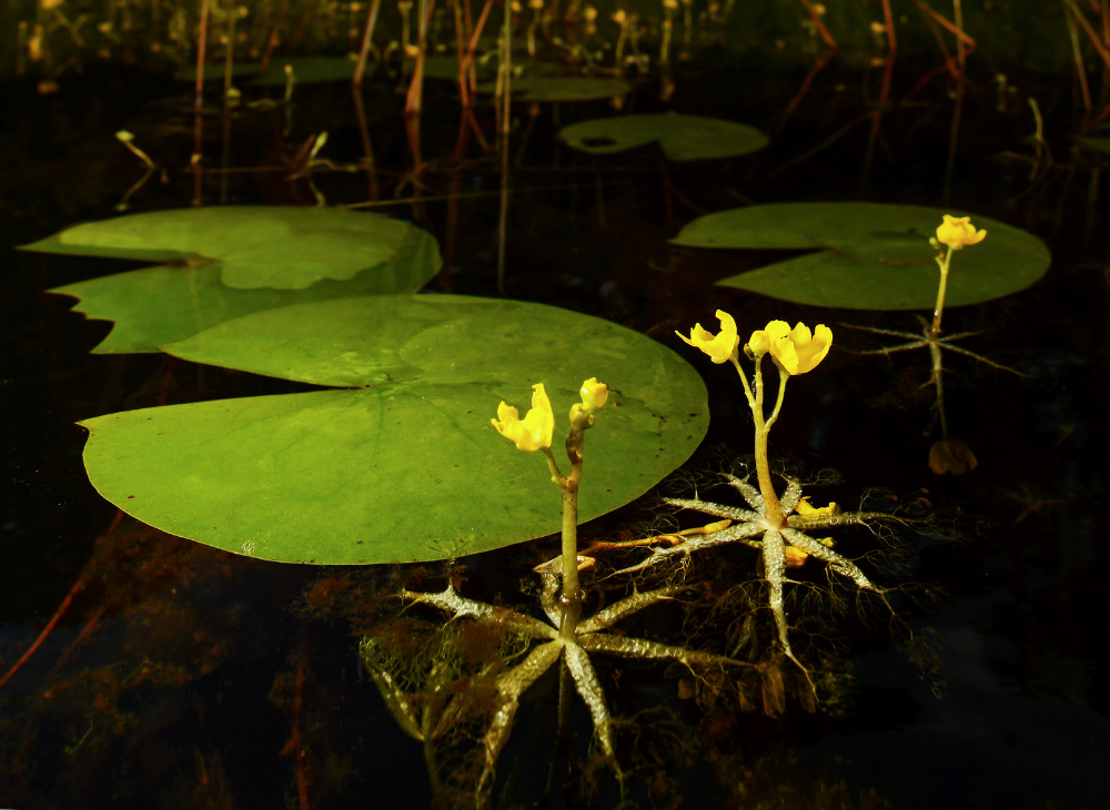 Floating Bladderwort Care Tips And Facts