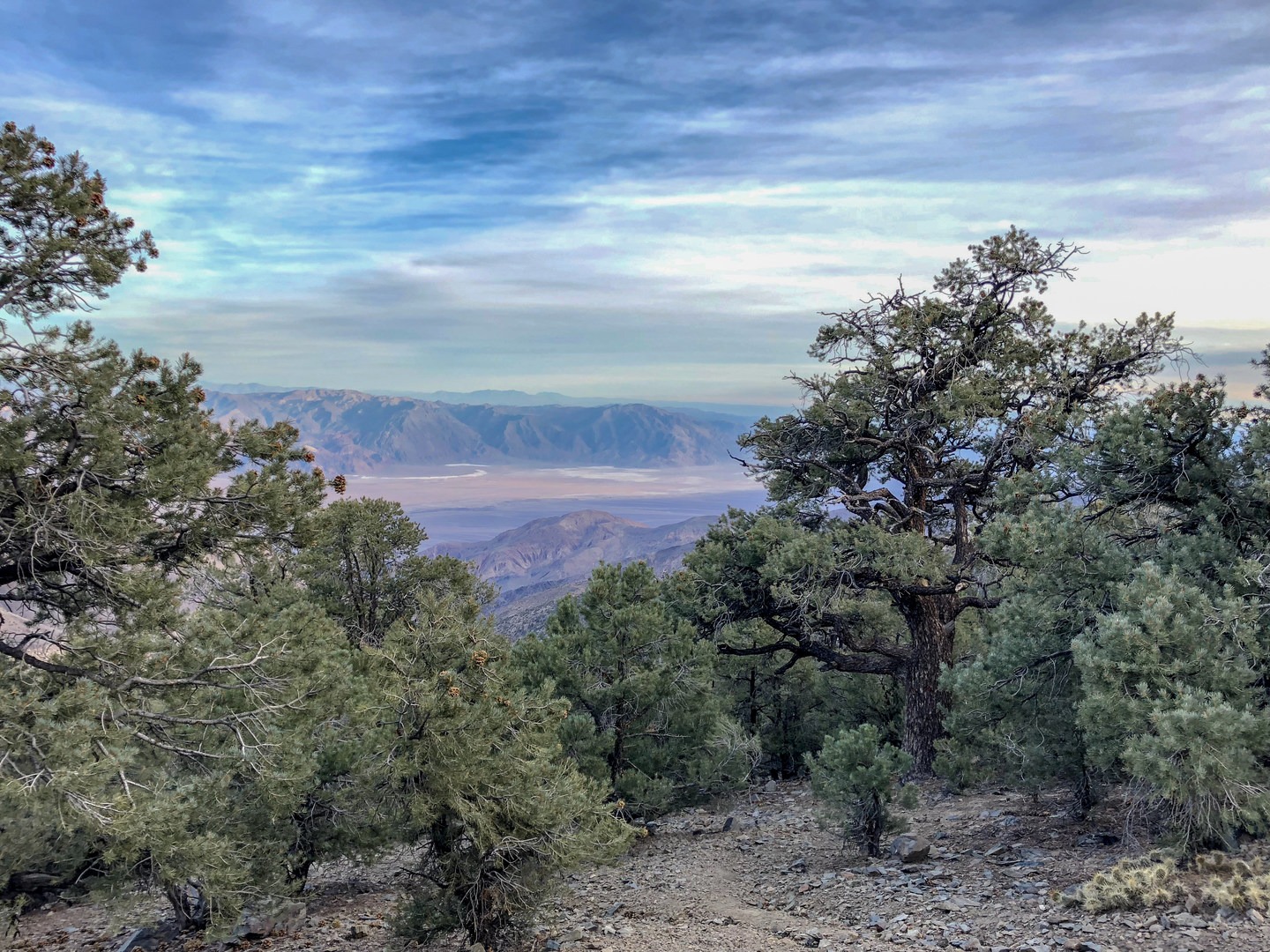Pine Forest above Death Valleyy