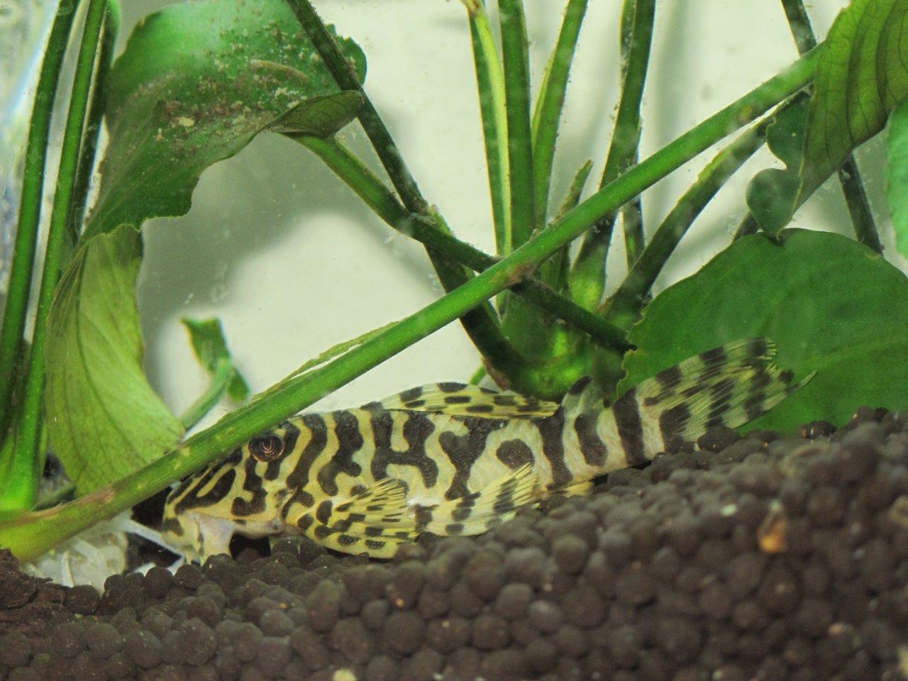 Leopard Frog Pleco Guide for Beginners