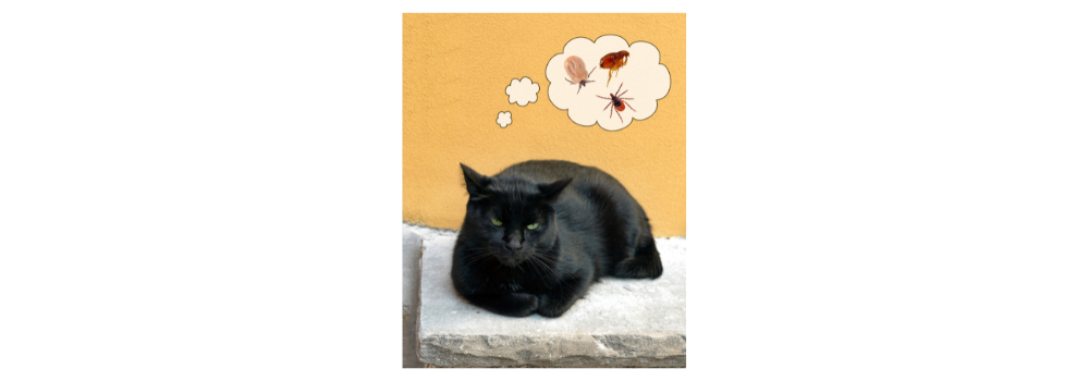 10 Nontoxic Flea Repellent Methods | Holistic Vet Blend