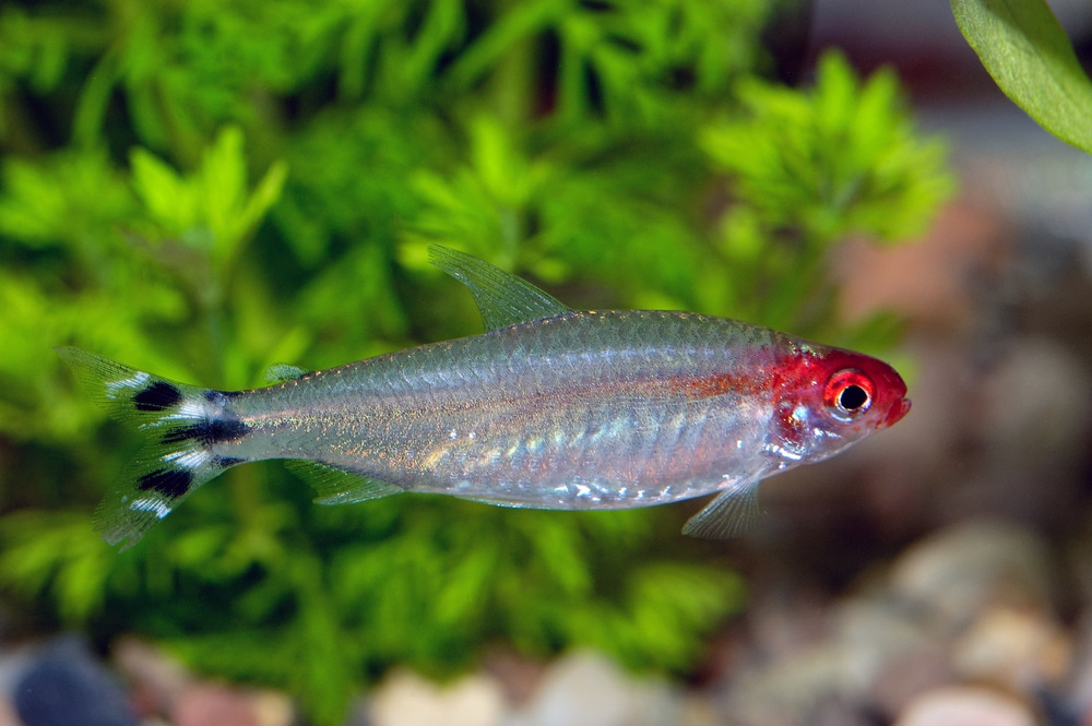 rummy nose tetra conclusion