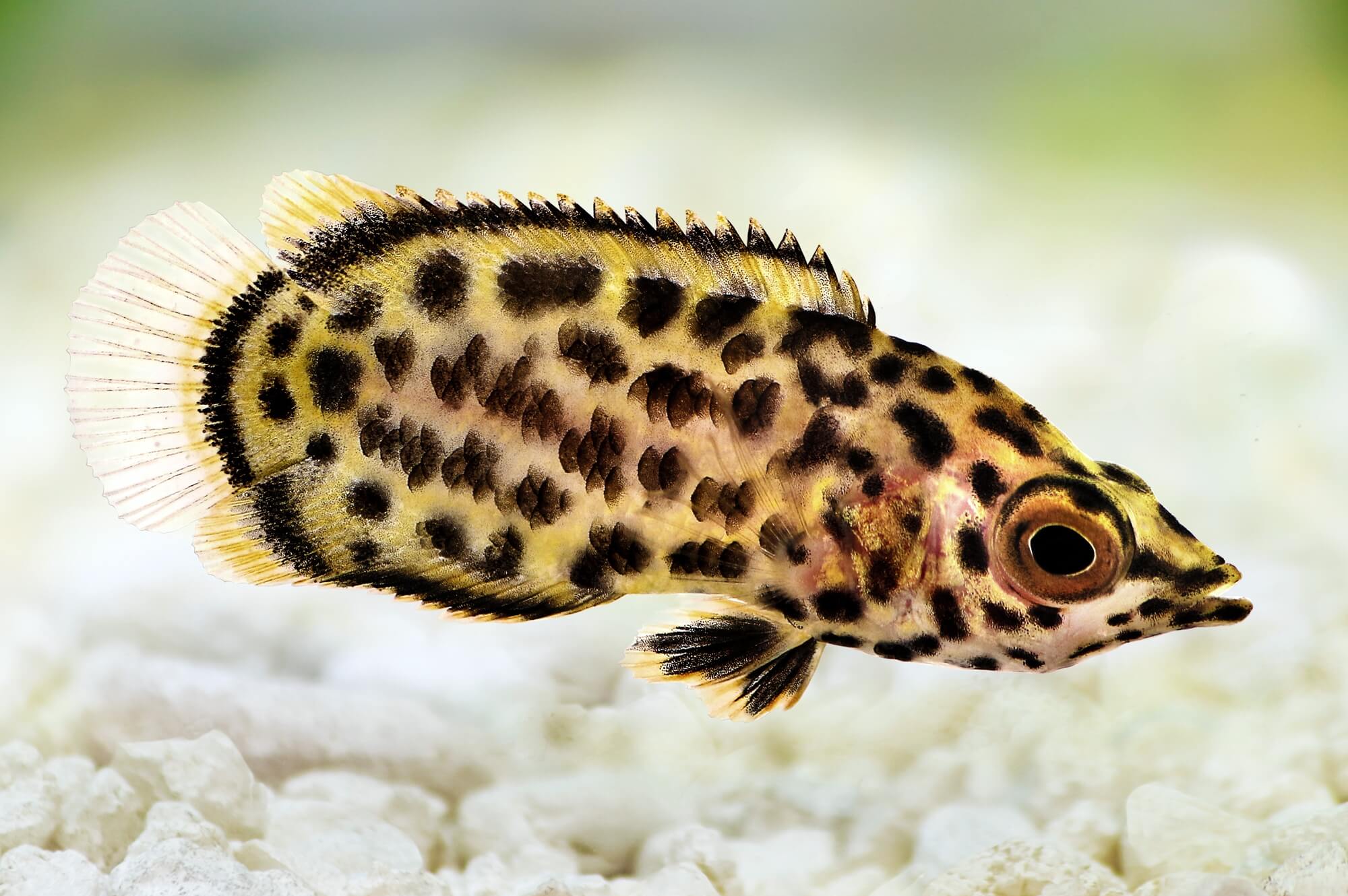 Understanding Leopard Bush Fish