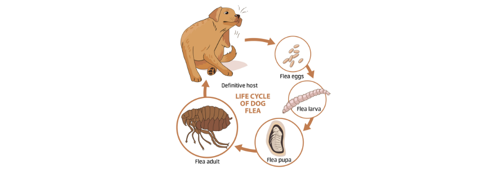 Beautiful view of Unaffected Methods On Fleas For Dogs