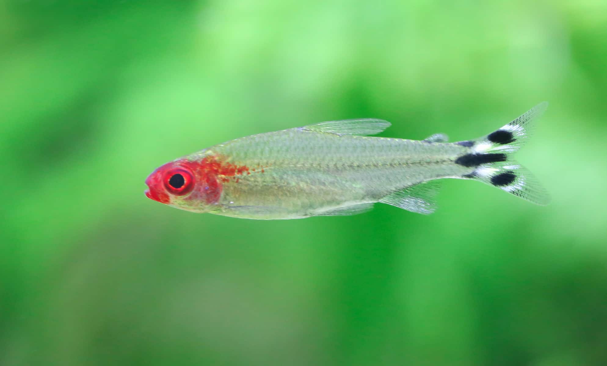 rummy nose tetra overview