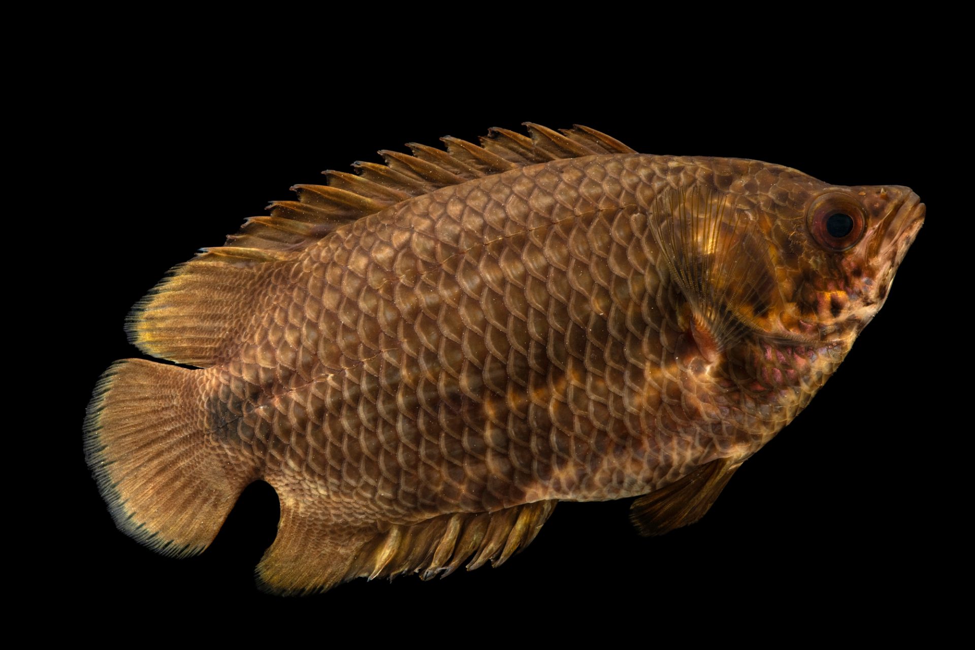 Leopard Bush Fish diet