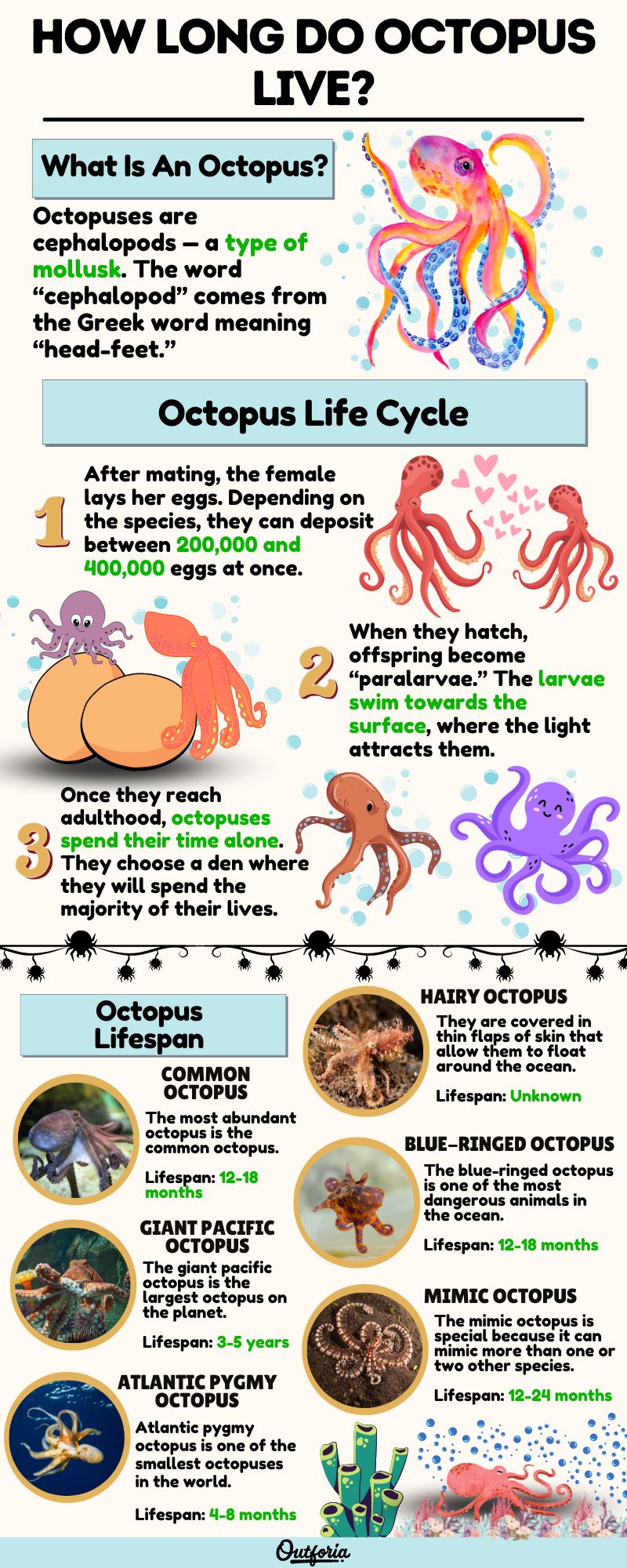 How Long Do Octopus Live? All About Their Unusual Life Cycle » Golden Spike Company