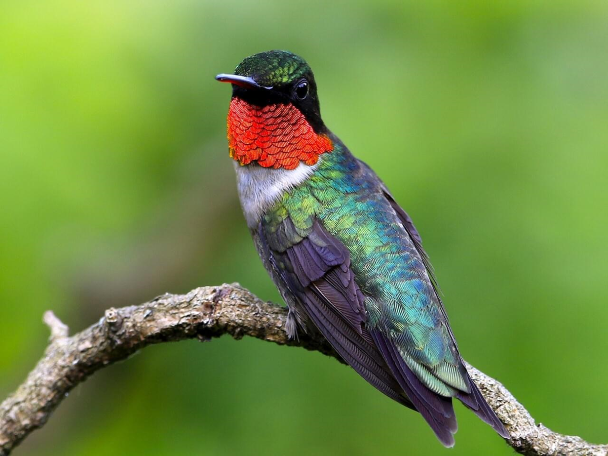 Ruby-Throated Hummingbird