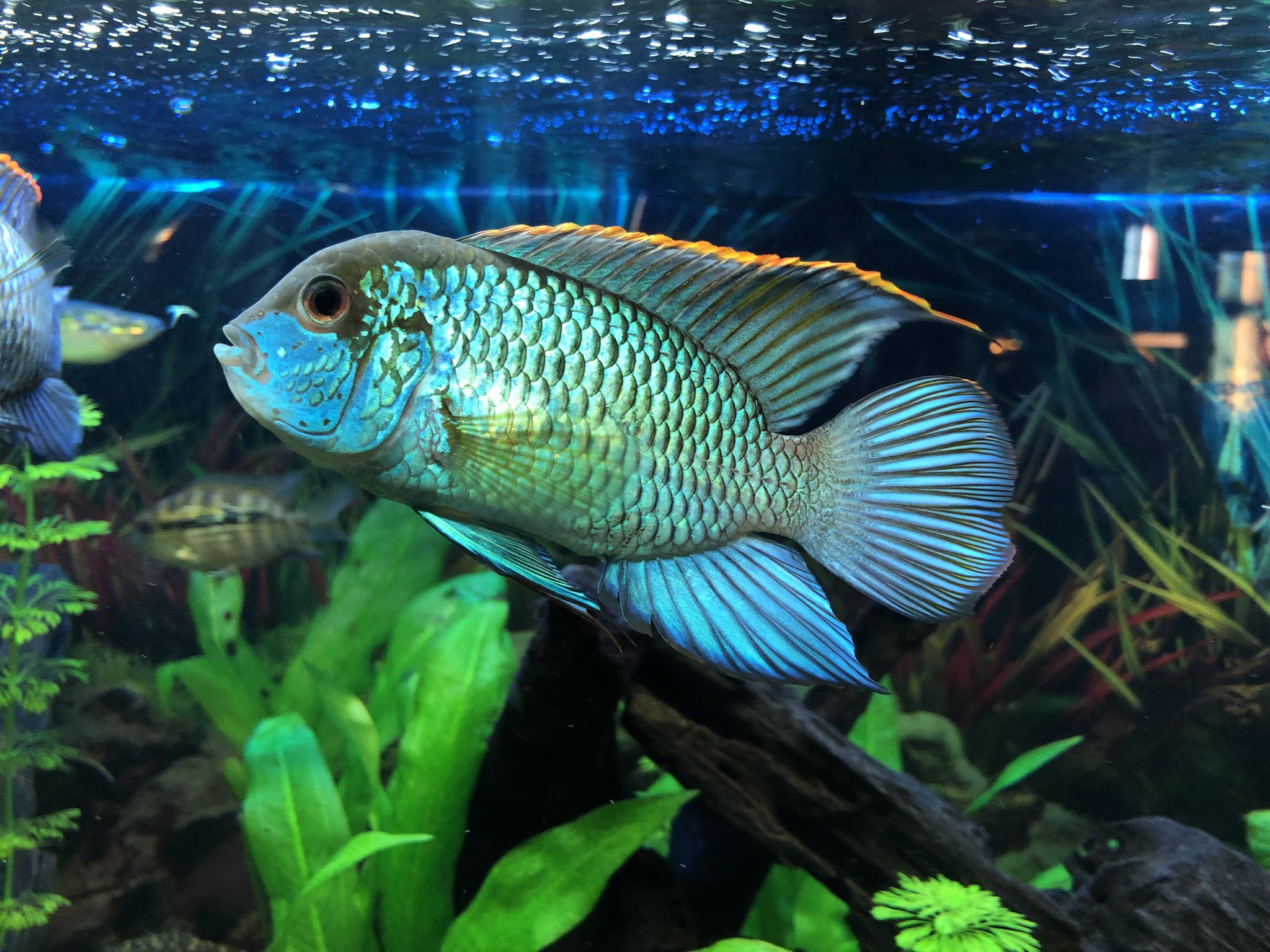 Electric Blue Acara The Jewel Of Your Aquarium Care Guide